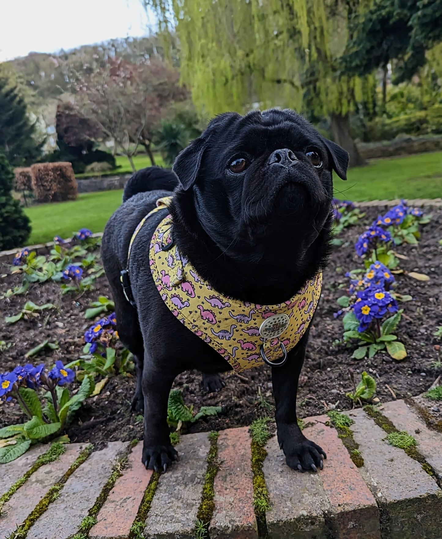 DinoStar Harness