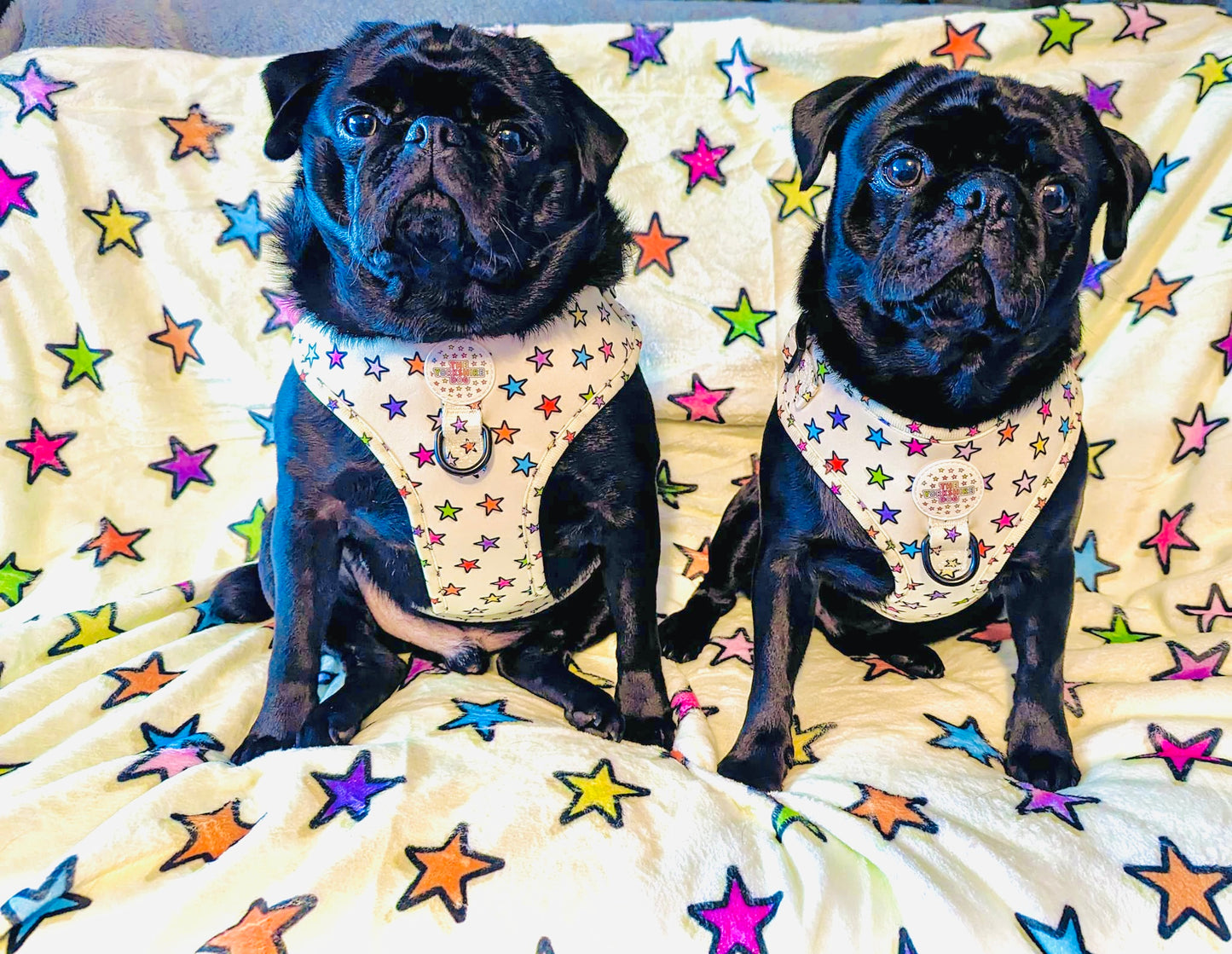 Mabel's Star Harness