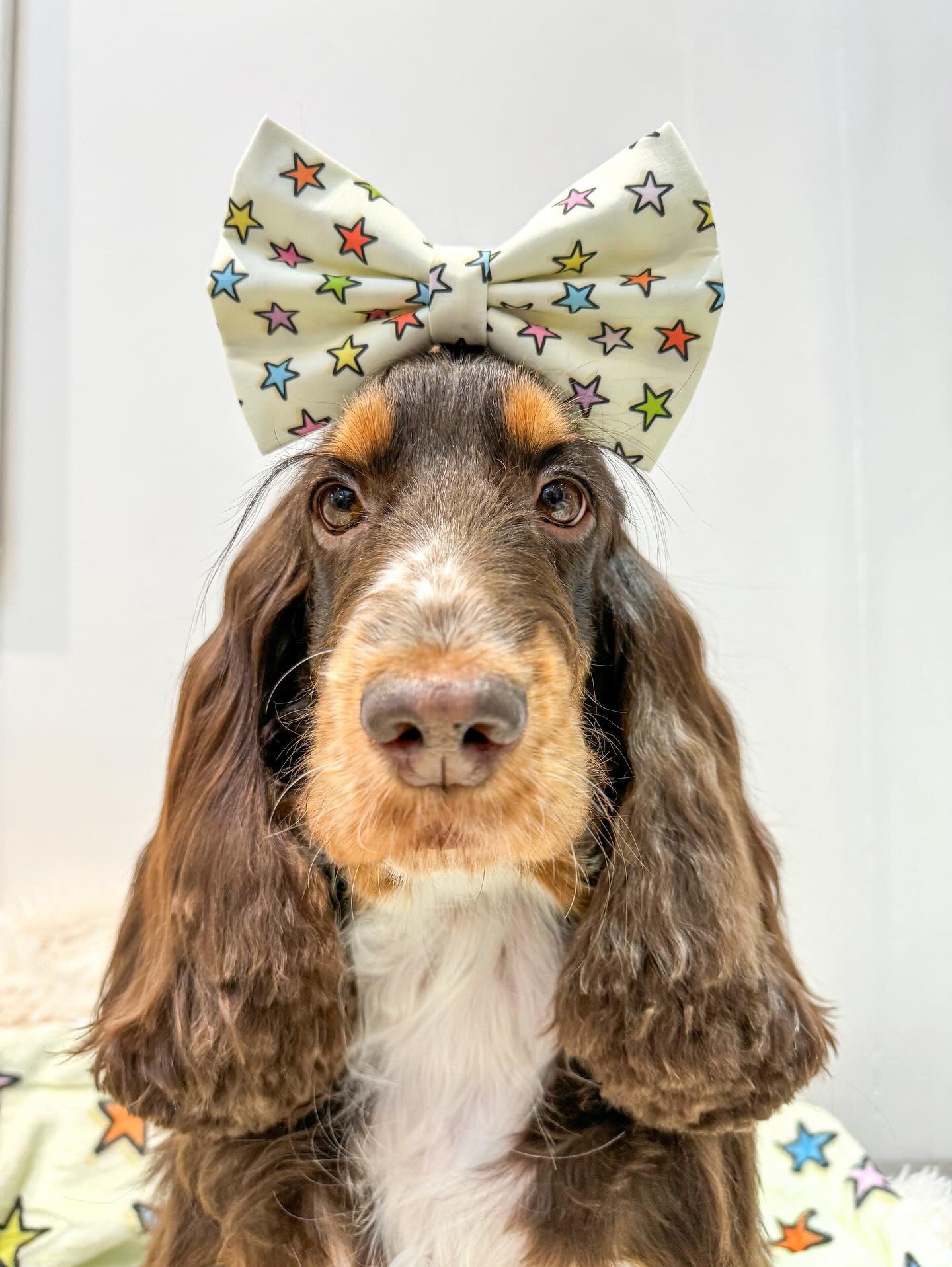 Mabel's Star Standard Bow